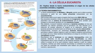 23.- Explica desde la teoría endosimbiótica el origen de las células
eucariotas animales y vegetales.
LA TEORÍA ENDOSIMBIÓTICA
• La teoría endosimbiótica de Whittaker y Margulis postula que la célula eucariota
evolucionó a partir de una célula procariota emparentada con las
arqueobacterias.
• Este proceso debió ocurrir según el registro fósil hace entre 2000-1500 ma.
• Ese procariota ancestral a través de procesos de invaginación de la membrana
plasmática creo un sistema de endomembranas que le sirvió, también, para
proteger su información genética con una membrana nuclear.
• Más adelante, incorporó mediante endocitosis a bacterias aerobias con las que
estableció una relación simbiótica que le permitieron ser más eficiente en la
obtención de energía utilizando el oxígeno en la respiración celular. Estas
bacterias aerobias se transformarán con el tiempo en las actuales mitocondrias.
• Posteriormente, incorporó por endocitosis bacterias fotosintéticas que le
permitieron obtener materia orgánica a partir de materia inorgánica aprovechando
la energía de la luz. Estas bacterias fotosintéticas a la larga se convirtieron en los
cloroplastos actuales.
• Recordamos que la simbiosis es una relación interespecífica, entre dos
especies diferentes, en las que ambas salen beneficiadas. La célula
hospedadora obtuvo mayor energía con las bacterias aerobias y/o la posibilidad de
utilizar la energía de la luz para sintetizar materia orgánica a partir de materia
inorgánica, mientras que estas bacterias encontraban un ambiente de protección
con todos los nutrientes que necesitaban para realizar sus procesos vitales de
nutrición y reproducción.
 