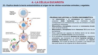 23.- Explica desde la teoría endosimbiótica el origen de las células eucariotas animales y vegetales.
PRUEBAS QUE APOYAN LA TEORÍA ENDOSIMBIÓTICA
• Las mitocondrias y los cloroplastos son orgánulos que
presentan doble membrana. La membrana externa
correspondería a la membrana del proceso de entrada en la célula
ancestral por endocitosis.
• Mitocondrias y cloroplastos conservan un cromosoma circular
como el de las bacterias.
• Mitocondrias y cloroplastos tienen ribosomas 70 S como los de
las bacterias.
• Estos orgánulos son capaces de dividirse dentro de las células
eucariotas por división binaria como las bacterias.
• En la actualidad conocemos ejemplos de protozoos, organismos
unicelulares, que incorporan a su interior bacterias aerobias o
bacterias fotosintéticas con las que mantienen una relación
simbiótica. Por lo tanto se trata de un proceso y una relación que
bien pudo darse en los orígenes de la célula eucariota.
 