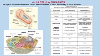 24.- a) Haz una tabla comparativa con las diferencias entre la célula procariota y la célula eucariota
 