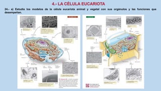 24.- a) Estudia los modelos de la célula eucariota animal y vegetal con sus orgánulos y las funciones que
desempeñan.
 