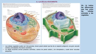 24.- b) Indica
las diferencias
que hay entre
las células
animales y las
vegetales.
• Las células vegetales suelen ser más grandes, tienen pared celular que les da un aspecto poligonal, una gran vacuola
central y cloroplastos. No tienen centriolos.
• La célula eucariota animal presenta centriolos, carece de pared celular y de cloroplastos y suele tener vacuolas
pequeñas.
 