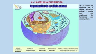 24.- a) Estudia los
modelos de la
célula eucariota
animal y vegetal
con sus
orgánulos y las
funciones que
desempeñan.
 