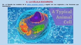 24.- a) Estudia los modelos de la célula eucariota animal y vegetal con sus orgánulos y las funciones que
desempeñan.
 