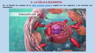 24.- a) Estudia los modelos de la célula eucariota animal y vegetal con sus orgánulos y las funciones que
desempeñan.
 