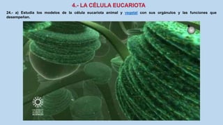 24.- a) Estudia los modelos de la célula eucariota animal y vegetal con sus orgánulos y las funciones que
desempeñan.
 