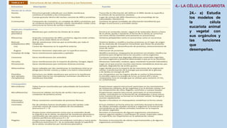 24.- a) Estudia
los modelos de
la célula
eucariota animal
y vegetal con
sus orgánulos y
las funciones
que
desempeñan.
 