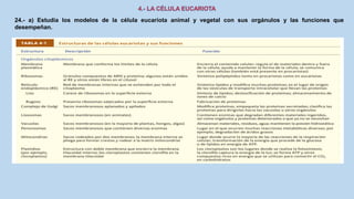 24.- a) Estudia los modelos de la célula eucariota animal y vegetal con sus orgánulos y las funciones que
desempeñan.
 