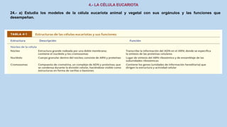24.- a) Estudia los modelos de la célula eucariota animal y vegetal con sus orgánulos y las funciones que
desempeñan.
 