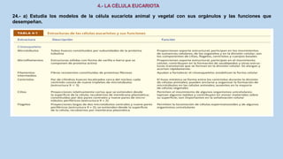 24.- a) Estudia los modelos de la célula eucariota animal y vegetal con sus orgánulos y las funciones que
desempeñan.
 