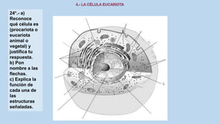 24*.- a)
Reconoce
qué célula es
(procariota o
eucariota
animal o
vegetal) y
justifica tu
respuesta.
b) Pon
nombre a las
flechas.
c) Explica la
función de
cada una de
las
estructuras
señaladas.
 