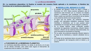 25.- La membrana plasmática: b) Explica el modelo del mosaico fluido aplicado a la membrana. c) Nombra las
funciones de la membrana plasmática.
b) MODELO DEL MOSAICO FLUIDO
• El Modelo del Mosaico Fluido se debe a Singer y
Nicholson en 1972. Estos autores señalaron que la
membrana está formada por un mosaico de teselas
(lípidos y proteínas) que constituye una estructura
fluida, puesto que permite el movimiento de los lípidos
y las proteínas dentro de la bicapa lipídica.
• Al igual que los lípidos, las proteínas integrales
poseen una naturaleza anfipática: presentan zonas
hidrófilas e hidrófobas, por lo que pueden estar
embebidas en la bicapa de forma integral o periférica.
• En la bicapa lípidica, estas moléculas pueden
presentar los siguientes movimientos: difusión lateral,
rotación y flexión de las cadenas hidrocarbonadas. Es
poco frecuente el movimiento en flip-flop.
• Por su parte, las proteínas presentan difusión lateral a
lo largo de la membrana y rotación alrededor de su
eje.
• La fluidez de la membrana tiene una gran importancia
en la regulación del transporte entre el interior y el
exterior.
c) FUNCIONES DE LA MEMBRANA PLASMÁTICA
La membrana plasmática delimita a la célula, le da forma, en el caso
de las células animales, pero sobre todo regula el intercambio de
sustancias entre el exterior y el interior.
 