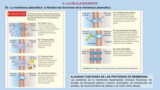 25.- La membrana plasmática: c) Nombra las funciones de la membrana plasmática.
ALGUNAS FUNCIONES DE LAS PROTEÍNAS DE MEMBRANA
Las proteínas de la membrana desempeñan diversas funciones: de
anclaje, de transporte (pasivo y activo), enzimática, de transducción de
señales, de reconocimiento de células y de unión entre células.
 
