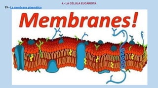 25.- La membrana plasmática
 