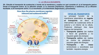 26.- Estudia el transporte de sustancias a través de la membrana y explica en qué consiste el: a) el transporte pasivo
frente al transporte activo. b) La difusión simple. c) La ósmosis (hipotónico, hipertónico e isotónico). d) La difusión
facilitada. e) El transporte activo. f) La exocitosis y la endocitosis (fagocitosis y pinocitosis).
TIPOS DE TRANSPORTE
La principal función de la
membrana plasmática es regular
el transporte, es decir, el
intercambio de sustancias entre el
exterior y el interior de la célula.
Podemos distinguir tres tipos
básicos de transporte:
• Transporte pasivo (se realiza
a favor de gradiente y no
requiere gasto de energía)
• Transporte activo (se realiza
en contra de gradiente y
requiere gasto de energía)
• Transporte en masa
(endocitosis y exocitosis) que
también requiere energía
 