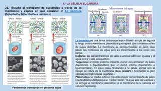 26.- Estudia el transporte de sustancias a través de la
membrana y explica en qué consiste: c) La ósmosis
(hipotónico, hipertónico e isotónico).
La ósmosis es una forma de transporte por difusión simple del agua a
lo largo de una membrana plasmática que separa dos concentraciones
de sales distintas. La membrana es semipermeable, es decir, deja
pasar las moléculas de agua pero es impermeable a los iones con
carga.
Isotonía: las concentraciones de sales a ambos lados son iguales y el
agua entra y sale en equilibrio.
Turgencia: el medio externo presenta menor concentración de sales
(hipotónico o hipoosmótico) que el medio interno (hipertónico o
hiperosmótico). El agua entra hinchando a la célula animal con el
riesgo de rotura de la membrana (lisis celular) o hinchando la gran
vacuola central (células vegetales).
Plasmólisis: el medio externo presenta mayor concentración de sales
(medio hiperosmótico) que el medio interno. El agua sale de la célula y
se arruga la membrana plasmática (o la membrana de la vacuola en
células vegetales).
Fenómenos osmóticos en glóbulos rojos
 