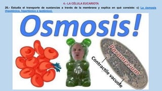 26.- Estudia el transporte de sustancias a través de la membrana y explica en qué consiste: c) La ósmosis
(hipotónico, hipertónico e isotónico).
 