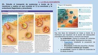 26.- Estudia el transporte de sustancias a través de la
membrana y explica en qué consiste el: f) La exocitosis y la
endocitosis (fagocitosis y pinocitosis).
Hay dos tipos de transporte en masa a través de la
membrana que requieren de la acción del citoesqueleto
(microfilamentos de actina) y consumo de energía:
• La endocitosis: supone la entrada de nutrientes
al interior de la célula. Distinguimos tres tipos:
• Fagocitosis (mediante la proyección de
pseudópodos
• Pinocitosis (moléculas pequeñas y fluidas)
• Endocitosis mediada por receptor.
• La exocitosis: supone la salida de sustancias de
la célula al exterior.
 