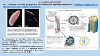 27.- Las células eucariotas que presentan movilidad utilizan diferentes mecanismos. a) Explica la composición y la
estructura de los cilios y flagelos en eucariotas.
La composición de los cilios (filamentos cortos y
numerosos) y flagelos (largos y escasos) es de naturaleza
proteica (destaca la tubulina que constituye los
microtúbulos (MT)).
La estructura es similar: Un corpúsculo basal (constituido
por nueve tripletes de MT) y el axonema externo
(cubierto por la membrana plasmática y con nueve
dupletes mas dos centrales de MT (9+2)).
 