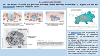 27.- Las células eucariotas que presentan movilidad utilizan diferentes mecanismos. b) Explica qué son los
pseudópodos y su función en algunas células.
Los pseudópodos son proyecciones de
membrana plasmática y citoplasma
mediadas por los microfilamentos del
citoesqueleto.
Las células los utilizan para desplazarse
sobre la superficie de un sustrato y para
capturar el alimento.
Son típicos en algunos protozoos como las
amebas y los foraminíferos y en algunos
glóbulos blancos como los monocitos,
neutrófilos y los macrófagos que capturan
a sus presas o el alimento y lo fagocitan.
 