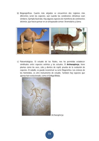 11
b) Biogeográficas. Cuanto más alejados se encuentren dos regiones más
diferentes serán las especies, aún cuando las condiciones climáticas sean
similares. Ejemplo Australia. Hay algunas especies de mamíferos de continentes
distintos, que hacen pensar en un antepasado común. Dromedario y Llama.
c) Paleontológicas. El estudio de los fósiles, nos ha permitido establecer
similitudes entre especies extintas y las actuales. El Archaeopteryx, tiene
plumas como las aves, cola y dientes de reptil, prueba de la evolución de
especies. El caballo, se puede reconstruir su serie filogenética. Los cráneos de
los homínidos, es otro instrumento de estudio. También hay especies que
apenas han evolucionado, como el Ginkgo Biloba.
Archaeopteryx
 