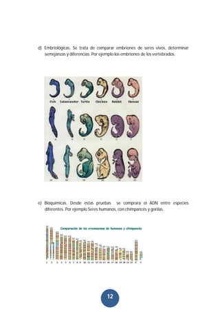 12
d) Embriológicas. Se trata de comparar embriones de seres vivos, determinar
semejanzas y diferencias. Por ejemplo los embriones de los vertebrados.
e) Bioquímicas. Desde estas pruebas se comprara el ADN entre especies
diferentes. Por ejemplo Seres humanos, con chimpancés y gorilas.
 