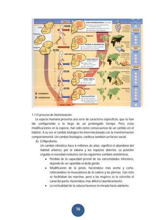 16
1.1 El proceso de Hominización.
La especie humana presenta una serie de caracteres específicos, que se han
ido configurando a lo largo de un prolongado tiempo. Pero estas
modificaciones en la especie, han sido como consecuencia de un cambio en el
hábitat. A su vez el cambio biológico ha interrelacionado con la transformación
comportamental. Un cambio fisiológico, conlleva también un factor social.
A) El Bipedismo.
Un cambio climático hace 6 millones de años, significó el abandono del
hábitat arbóreo, por la sabana y los espacios abiertos. La posición
erguida es novedad evolutiva con los siguientes cambios anatómicos.
 Pérdida de la capacidad prensil de las extremidades inferiores,
dejando de ser oponible el dedo gordo.
 Modificación de la pelvis, haciéndose más ancha y corta,
reforzándose la musculatura de la cadera y las piernas. Con esto
se facilitaban las marchas, pero a las mujeres se le estrecha el
canal del parto, haciéndose más difícil el alumbramiento.
 La verticalidad de la cabeza favorece la mirada hacia adelante.
 