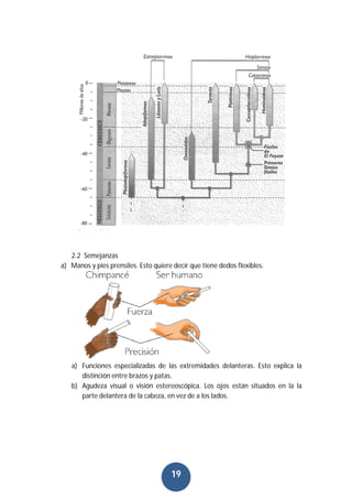 19
2.2 Semejanzas
a) Manos y pies prensiles. Esto quiere decir que tiene dedos flexibles.
a) Funciones especializadas de las extremidades delanteras. Esto explica la
distinción entre brazos y patas.
b) Agudeza visual o visión estereoscópica. Los ojos están situados en la la
parte delantera de la cabeza, en vez de a los lados.
 