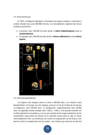 23
4.3 Homo Antecessor
En 1994, en Atapuerca (Burgos) se descubrió una especie cazadora, recolectora y
caníbal. Datada hace unos 800.000 mil años. Los descubridores asignaron dos líneas
evolutivas posteriores:
 la primera, hace 500.000 mil años desde el Homo heilderbengensis hacia el
neanderthalensis.
 La segunda, hace 200.000 mil años desde el Homo rodhesiensis al actual Homo
Sapiens.
4.4 Homo Neanderthalensis.
Los Sapiens más antiguos datan en torno a 400.000 años, y se conocen como
Neanderthales. En Europa, los más antiguos, parecen ser los de la Sima de los huesos
en Atapuerca, unos 300.000 años; se extinguieron, enigmáticamente hace 40.000
años. La capacidad craneal oscilaba entre 1200 cc.- 1500 cc. Este periodo coincide con
la última glaciación euroasiática, y se cree que muchos de los rasgos anatómicos de los
neandertales representan los efectos de la selección natural para la vida en climas
extremadamente fríos. Los antebrazos son cortos en comparación con los brazos; y las
piernas cortas en comparación con los muslos; una relación que conserva el calor del
 