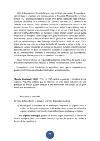 9
Uno de los experimentos más famosos, que conllevó a un cambio de paradigma,
comenzó por el estudio de una mosca pequeña, la Drosophila Melanogaster. Seymour
Benzer (1921-2007) quería saber la relación entre genes y conducta. Todo comenzó,
como por casualidad. En la Universidad de Columbia, New York, en el laboratorio de
Thomas Hunt Morgan, había animales destinados a experimentos científicos. Un
inquieto alumno, Benzer, quería hacer un experimento y el profesor le dijo que cogiera
unos plátanos maduros, unas moscas del vinagre y un tarro de cristal. Benzer quería
observar el comportamiento de las moscas en relación a la luz. Morgan observó que la
mayoría de las drosophila tenían los ojos rojos, pero encontró una con los ojos blancos,
determinando dónde se encontraba la mutación genética del cambio. Benzer colocó
miles de moscas en largos tubos de ensayo de cristal, en una habitación oscura. Estos
tubos, uno de sus extremos estaba iluminado. LA mayoría se dirigía a la luz, pero
algunas se volvían. Estudiando las moscas con los genes mutados, encontró compor
tamientos extraños. Es decir, las mutaciones afectaban al comportamiento respecto a
la luz, permaneciendo apartadas y moviéndose con dificultad. Los descendientes
actuaban igual. Más experimentos corroboraban esta relación.
El gen Timeless (eterno) era responsable del cambio en los ritmos del sueño. El gen
Dissatsfaction (insatisfacción) hace que la hembra evite el contacto con los machos.
En conclusión, estos descubrimientos permitieron saber que el comportamiento
podía ser reconocido identificado y localizado en un mapa genético.
Theodor Dobzhansky (1900-1975). En 1937 publicó La genética y el origen de las
especies. Pequeños cambios que se observan en unos pocos individuos de una
población de moscas pueden conducir a una modificación considerable en un gran
número de descendientes.
7. Pruebas de la evolución.
La teoría de la evolución se apoya en una serie de pruebas objetivas.
a) Morfológicas. Basándonos en la morfología comparada de órganos vivos o
fósiles, se distinguen semejanzas y diferencias entre órganos de diferentes
especies. Así diferenciamos entre órganos homólogos, análogos y vestigiales.
Los órganos homólogos, poseen un mismo origen embrionario, y estructura
interna semejante, pero con funciones diferentes. Ejemplo, las patas de los caballos y
las alas de los murciélagos.
 