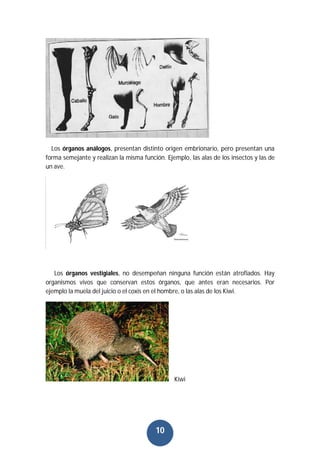 10
Los órganos análogos, presentan distinto origen embrionario, pero presentan una
forma semejante y realizan la misma función. Ejemplo, las alas de los insectos y las de
un ave.
Los órganos vestigiales, no desempeñan ninguna función están atrofiados. Hay
organismos vivos que conservan estos órganos, que antes eran necesarios. Por
ejemplo la muela del juicio o el coxis en el hombre, o las alas de los Kiwi.
Kiwi
 
