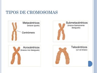 TIPOS DE CROMOSOMAS
Metacéntricos
(brazos iguais)
Centrómero
Submetacéntricos
(brazos lixeiramente
desiguais)
Acrocéntricos
(brazos moi desiguais)
Telocéntricos
(un só brazo)
 