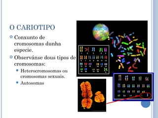 O CARIOTIPO
 Conxunto de
cromosomas dunha
especie.
 Observánse dous tipos de
cromosomas:
 Heterocromosomas ou
cromosomas sexuais.
 Autosomas
 