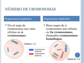 NÚMERO DE CROMOSOMAS
Organismos diploides
 Un só xogo de
cromosomas nas súas
células ou n
cromosomas.
 Dous xogos de n
cromosomas nas células
ou 2n cromosomas,
chamados cromosomas
homólogos.
Organismos haploides
Célula n = 3
Célula 2n = 6
Cromosomas
maternos
Cromosomas
paternos
 