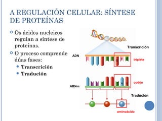 A REGULACIÓN CELULAR: SÍNTESE
DE PROTEÍNAS
 Os ácidos nucleicos
regulan a síntese de
proteínas.
 O proceso comprende
dúas fases:
 Transcrición
 Tradución
Transcrición
Tradución
codón
aminoácido
ARNm
ADN
C
CG
GA
T triplete
 
