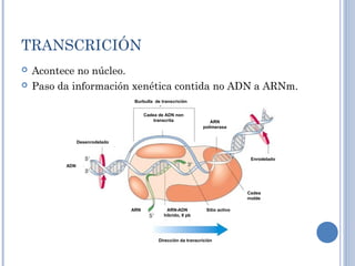 TRANSCRICIÓN
 Acontece no núcleo.
 Paso da información xenética contida no ADN a ARNm.
Burbulla de transcrición
ARN
polimerasa
Dirección da transcrición
Sitio activo
ADN
ARN
Desenrodelado
Enrodelado
Cadea de ADN non
transcrita
Cadea
molde
ARN-ADN
híbrido, 8 pb
 