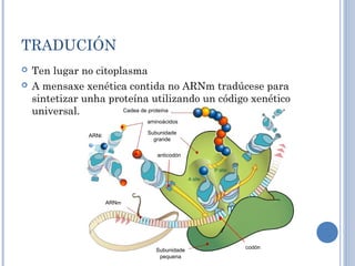 TRADUCIÓN
 Ten lugar no citoplasma
 A mensaxe xenética contida no ARNm tradúcese para
sintetizar unha proteína utilizando un código xenético
universal.
ARNt
Subunidade
grande
aminoácidos
Cadea de proteína
ARNm
Subunidade
pequena
codón
anticodón
 
