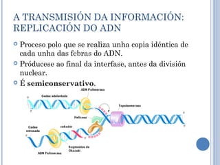 A TRANSMISIÓN DA INFORMACIÓN:
REPLICACIÓN DO ADN
 Proceso polo que se realiza unha copia idéntica de
cada unha das febras do ADN.
 Próducese ao final da interfase, antes da división
nuclear.
 É semiconservativo.
Cadea
retrasada
Cadea adelantada
 