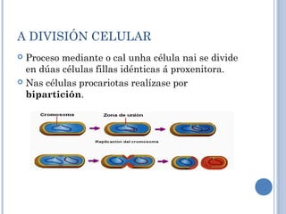 A DIVISIÓN CELULAR
 Proceso mediante o cal unha célula nai se divide
en dúas células fillas idénticas á proxenitora.
 Nas células procariotas realízase por
bipartición.
 