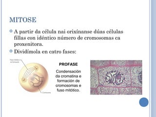 MITOSE
 A partir da célula nai orixínanse dúas células
fillas con idéntico número de cromosomas ca
proxenitora.
 Dividímola en catro fases:
PROFASE
Condensación
da cromatina e
formación de
cromosomas e
fuso mitótico.
 