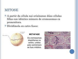 MITOSE
 A partir da célula nai orixínanse dúas células
fillas con idéntico número de cromosomas ca
proxenitora.
 Dividímola en catro fases:
METAFASE
Os cromosomas
dispóñense no
centro, unidos
polo centrómero
ao fuso mitótico.
 
