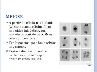 MEIOSE
 A partir da célula nai diploide
(2n) orixínanse células fillas
haploides (n), é dicir, coa
metade do contido de ADN ca
célula proxenitora.
 Ten lugar nas gónadas e orixina
os gametos.
 Trátase de dúas divisións
nucleares sucesivas que
orixinan catro células.
 