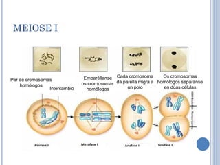 MEIOSE I
Par de cromosomas
homólogos
Intercambio
Emparéllanse
os cromosomas
homólogos
Cada cromosoma
da parella migra a
un polo
Os cromosomas
homólogos sepáranse
en dúas células
 