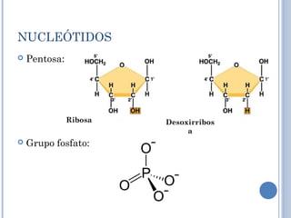 NUCLEÓTIDOS
 Pentosa:
 Grupo fosfato:
Ribosa Desoxirribos
a
 