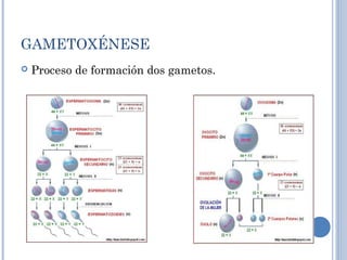 GAMETOXÉNESE
 Proceso de formación dos gametos.
 