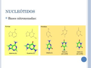 NUCLEÓTIDOS
 Bases nitroxenadas:
 