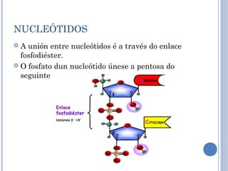 NUCLEÓTIDOS
 A unión entre nucleótidos é a través do enlace
fosfodiéster.
 O fosfato dun nucleótido únese a pentosa do
seguinte
 