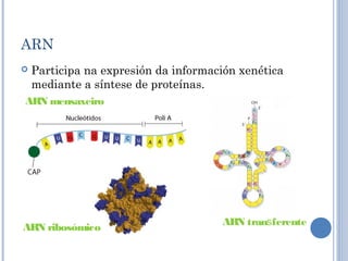 ARN
 Participa na expresión da información xenética
mediante a síntese de proteínas.
ARN transferente
ARN ribosómico
ARN mensaxeiro
 