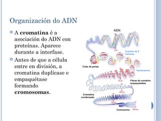 Organización do ADN
 A cromatina é a
asociación do ADN con
proteínas. Aparece
durante a interfase.
 Antes de que a célula
entre en división, a
cromatina duplícase e
empaquétase
formando
cromosomas.
ADN
Cuentas de 8
histonas
Nucleosoma
Colar de perlas
Cromatina
condensada
Fibras de comatina
empaquetadas
Cromosoma
 