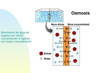 Movimiento de agua de lugares con menor concentración a lugares con mayor concentración 