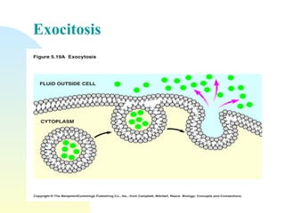 Exocitosis 